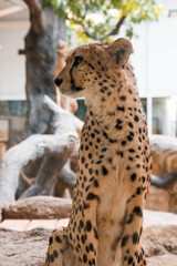 A cheetah sits on a stone against a background of wood.