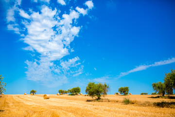 Obraz premium Olive trees on a beautiful landscape in the fields of Italy. Countryside gardening cultivation of olive fruits. The road to the olive trees against the blue sky. Place for text, copy space.