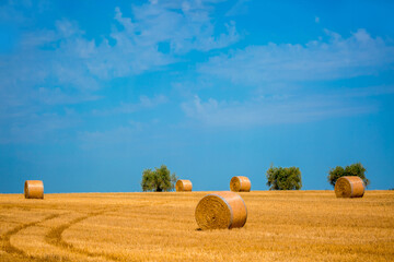 Beautiful field with hay in round stacks against the blue sky. A field with haystacks, the concept of autumn and harvesting. Copy space for text. Summer season of August. track from the car harvest - obrazy, fototapety, plakaty