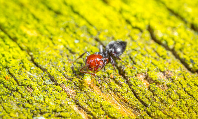 The ant in the forest on a board covered with green moss found and caught a aphid, a predator hunter and prey, a beautiful bright color with a copy space