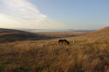 meadow landscape with a horse in sunset