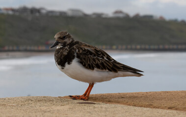 Ruddy Turnstone