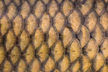 Fish scales background, texture of fish close up. Reptile skin.