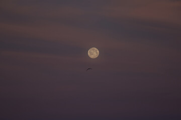 Full moon at the sunset, bird on the sky