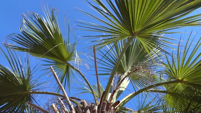 Walking under palm trees in California in slow motion 120fps