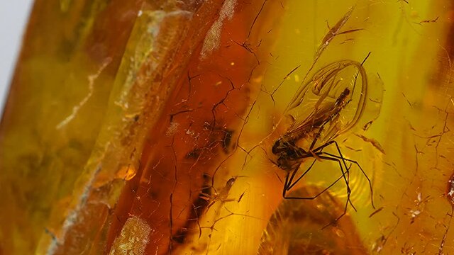 amber with embedded spider and fly on a turn table