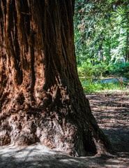 Beautiful texture of tree bark with pattern. Close-up of interesting  bark of old tree. Fresh wallpaper and nature background conceptSelective focus. Close-up. Adler Arboretum 