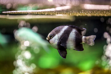 Fototapeta premium Bright fish in the sea, a variety of fish swim in the aquarium. Ocean diving and freediving at seaside resorts and tourist trips. aquarium fish
