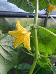 An open female cucumber flower with an ovary in a greenhouse.