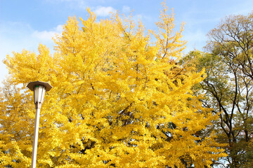 公園の黄色く紅葉したイチョウの木