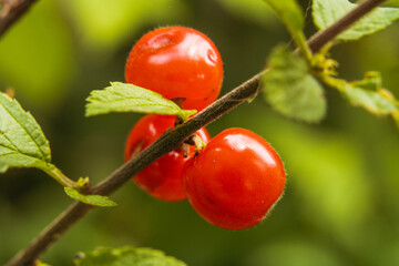 Berry. Felt cherry. The hand picks a cherry. Close-up.