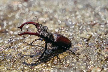 Bug. Hercules beetle is crawling on wet asphalt. Close-up.