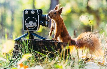 Retro camera. The squirrel looks into the lens of the video camera.