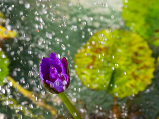 purple flowers and water drops