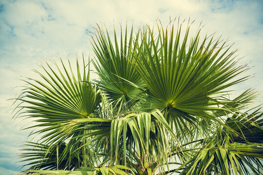 Palm trees Washingtonia on Windy cloudy day retro vintage toned