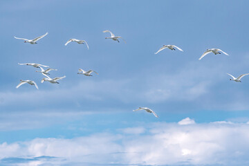 Schwäne fliegen in einer Formation über die Ostsee bei Fehmarn