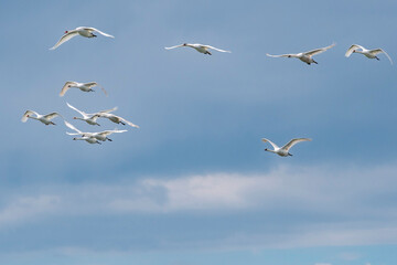 Schwäne fliegen in einer Formation über die Ostsee bei Fehmarn
