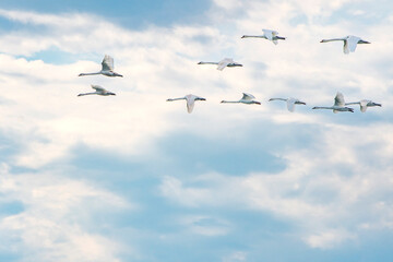 Schw&auml;ne fliegen in einer Formation &uuml;ber die Ostsee bei Fehmarn
