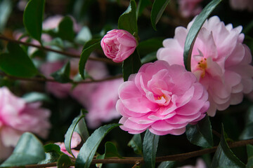 晩秋に美しく咲いているピンク色の花