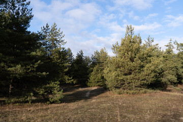 Obraz premium Pine green forest in winter sunny day