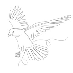 flying bird line drawing, sketch, vector