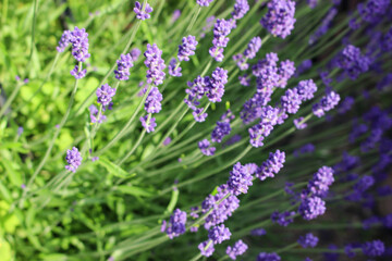 紫色の花が咲くラベンダー