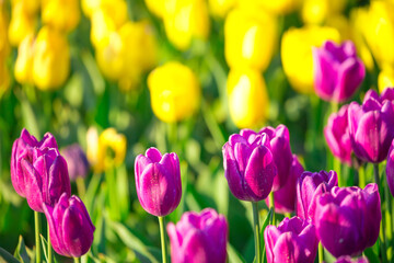 Blooming tulips in Holland. Field of pink and yellow tulips close-up as a concept of the holiday and spring. Pink and red tulips at the Holland Flower Festival.