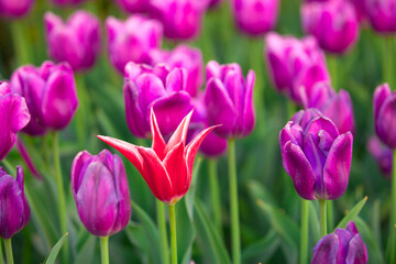 Blooming Tulips. Spring floral background. Field of bright beautiful tulips close-up. Pink and purple tulips at a flower festival in Holland. long banner