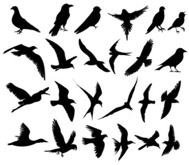 bird set, black silhouette, isolated vector