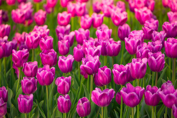 Blooming Tulips. Spring floral background. Field of bright beautiful tulips close-up. Pink and purple tulips at a flower festival in Holland. long banner