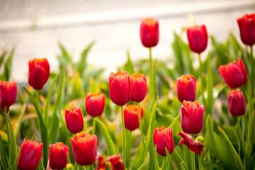 Fototapeta premium Blooming tulips in Holland. Field of red tulips close-up as a concept of the holiday and spring. Pink and red tulips at the Holland Flower Festival.