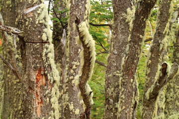 Closeup the Tree Trunk Covered with Beard Lichen in the Forest of Los Glaciares National Park, El Calafate, Patagonia, Argentina