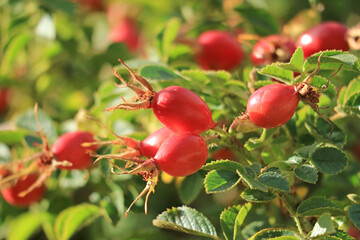 Closeup Bunch of Vivid Red Rose Hip Fruits Ripening on the Tree