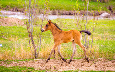 Horses gallop over mountains and hills. A herd of horses grazes in the autumn meadow. Livestock concept, with place for text.