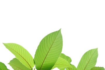 Close up Kratom leaf with sunlight on white isolated background for green foliage backdrop