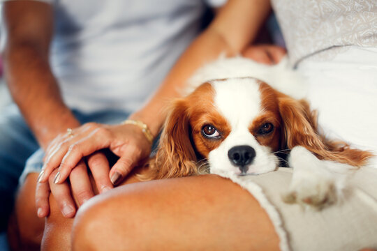 Cute Couple And Cavalier King Charles Spaniel Breed Dog At Home, Cozy Home Morning With Pet. Tranquility And Relaxation Lifestyle In A Real Interior.