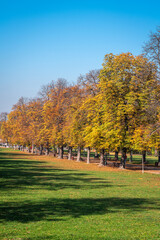 Naklejka premium Trees with autumn leaves on an alley in a city park, a meadow with green grass in the foreground and a clear blue sky in the background. The largest park in the central part of Sofia, Bulgaria.