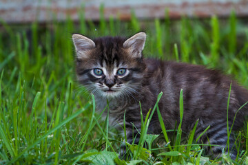 scared little kitten in the green grass. The little kitten ran away from home and got lost in the park. A Siberian striped kitten explores the unknown world on the street.
