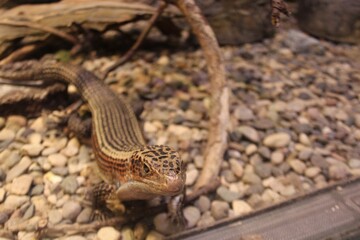 Obraz premium desıgn araba manzara walper deniz world kasnak kedi hayvan anımals eski ev tarihi yapı ınstagram gökyüzü renkler color