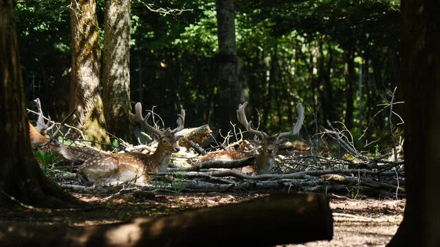 Fallow deer in natural environment. Vision Park in Auberive region, France. Slow motion