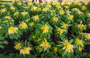 Yellow Amaranthus tricolor trees in garden