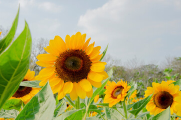 Zoom in single beautiful fresh and big yellow sunflower in the garden