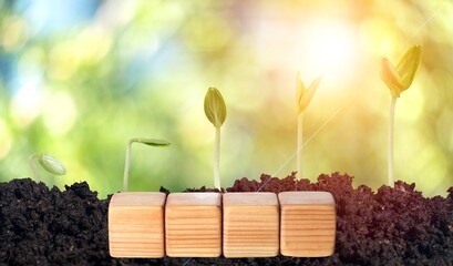 Changing year concept in wooden blocks cubes with growing plant at sunrise.