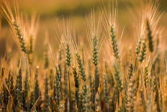 Wheat filed in golden hour © Snowboy
