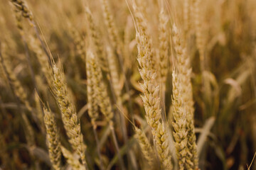 Fototapeta premium Wheat filed in golden hour 