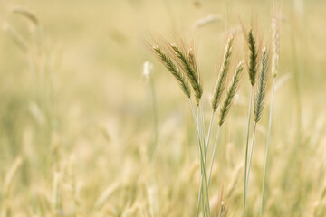 Wheat filed in golden hour 