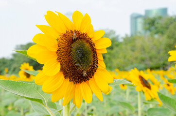 Beautiful fresh big yellow sunflower with double bees in the garden