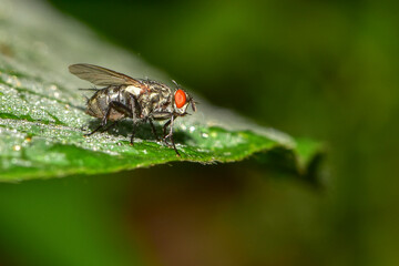 Insects inhabiting wild plants