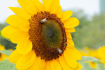 Beautiful fresh big yellow sunflower with double bees in the garden