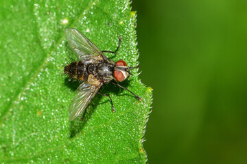 Insects inhabiting wild plants